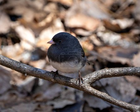 Photo for Junco bird perched on a branch displaying grey feather plumage, head, eye, beak, feet, with a blur background in its environment and habitat surrounding. Dark-eyed Junco. - Royalty Free Image