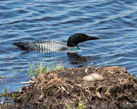 Photo for Loon swimming by her nest with two brown eggs in the nest with marsh grasses, mud in its environment and habitat displaying red eye, black and white feather plumage, greenish neck. Loon Eggs. Loon Nest. Image. Picture. Portrait. Photo. - Royalty Free Image