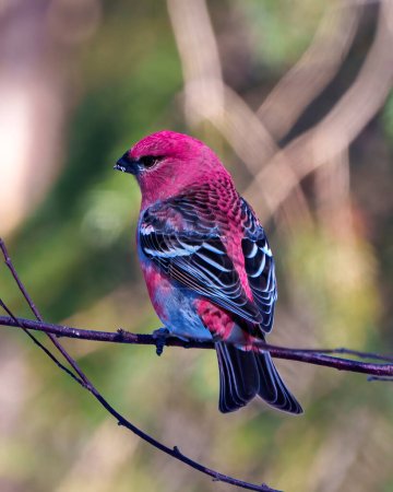 Pino Grosbeak vista trasera macho encaramado en una rama de árbol que muestra plumaje rojo en su entorno y hábitat circundante con un fondo borroso. Grosbeak Retrato.