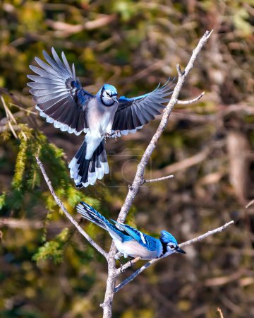 Foto de Jay azul volando sobre otro pájaro posado en una rama que muestra plumaje de plumas de color azul con fondo de bosque borroso en su entorno y hábitat circundante. Extiende las alas. Aleteo de alas. Abre las alas. Jay Retrato. - Imagen libre de derechos