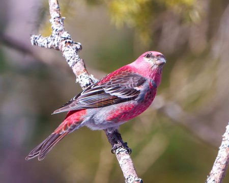 Foto de Grosbeak macho encaramado en una rama con un fondo de bosque borroso en su entorno y hábitat circundante y con plumaje de plumas de color rojo. Grosbeak Retrato. - Imagen libre de derechos