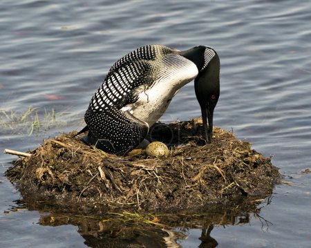 Photo for Common Loon nesting and looking at eggs on its nest with marsh grasses, mud and water by the lake shore in its environment and habitat. Image. Loon Picture. Portrait. Photo. - Royalty Free Image