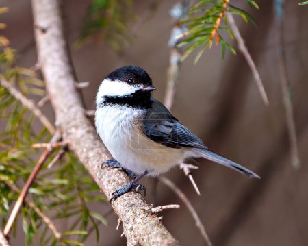 Photo for Chickadee close-up profile view perched on a coniferous tree branch in its environment and habitat surrounding. - Royalty Free Image