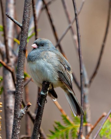 Photo for Dark-eyes Junco close-up view perched on a tree branch with a blur forest background in its environment and habitat surrounding. Junco Portrait. - Royalty Free Image