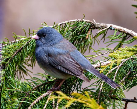Photo for State Coloured Junco perched on a coniferous tree branch with a soft brown background in its environment and habitat surrounding and displaying multi coloured wings. Junco Picture. - Royalty Free Image