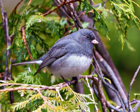 Photo for Junco close-up profile view perched with a coniferous forest background in its environment and habitat surrounding, - Royalty Free Image
