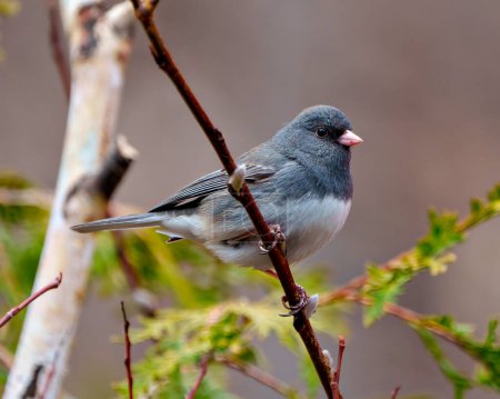 Photo for Junco close-up view perched on a tree buds with a blur forest background in its environment and habitat surrounding. Dark-eyed Junco Picture. - Royalty Free Image