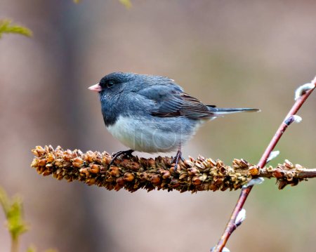 Photo for Junco close-up view perched on a dried mullein stalk plant with a blur background in its environment and habitat surrounding. Dark-eyed Junco. - Royalty Free Image