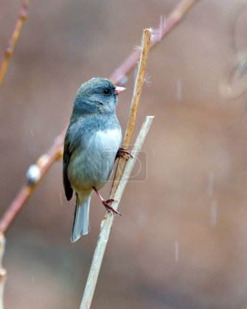 Photo for Junco close-up view holding on to a twig with a soft blur background in its environment and habitat surrounding. Raining in the background. Dark-eyed Junco. - Royalty Free Image