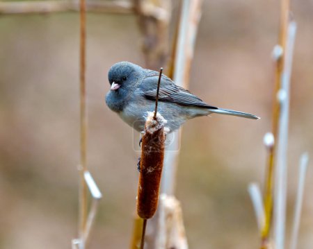 Photo for Slate Coloured Junco perched on a cattail with a soft background in its environment and habitat surrounding and displaying multi coloured wings. Junco Picture. - Royalty Free Image
