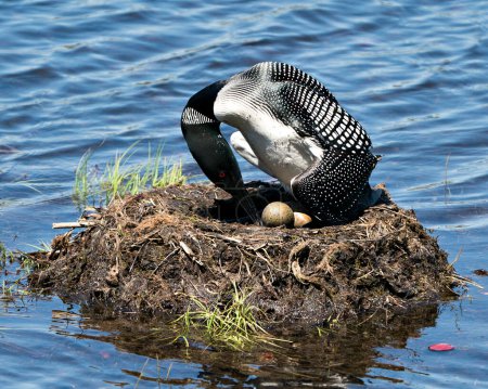Photo for Loon nesting and turning two brown eggs with marsh grasses, mud and water by the lake shore in its environment and habitat with blur blue water background. Loon Eggs. Loon Nest Image. Loon on Lake. Loon in Wetland. Picture. Portrait. Photo. - Royalty Free Image