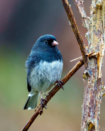 Photo for Junco close-up front view perched on a twig with a blur coloured background in its environment and habitat surrounding. Dark-eyed Junco Picture. - Royalty Free Image