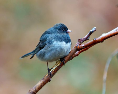 Photo for Junco close-up profile view perched with a colourful background in its environment and habitat surrounding, and displaying grey and white colour. - Royalty Free Image