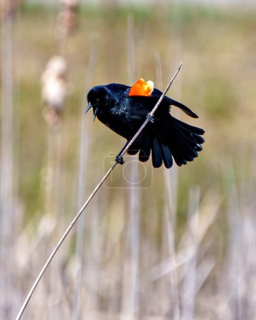 Photo for Red-Winged Blackbird perched on a cattail twig and flashing its scarlet field marks and spread tail marking its territory and with a open beak in the springtime. - Royalty Free Image
