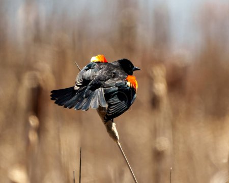 Photo for Red-Winged Blackbird male flashing its scarlet field marks and spread tail marking its territory in the springtime and enjoying its environment and habitat surrounding. - Royalty Free Image