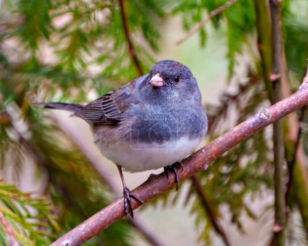 Photo for Junco close-up profile front view perched with a forest background in its environment and habitat surrounding.. Dark-eyed Junco Portrait. - Royalty Free Image
