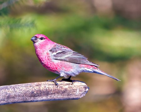 Téléchargez les photos : Pin Grosbeak vue de côté mâle perché sur une branche d'arbre affichant une plume de plumage rouge dans son environnement et son habitat environnant avec un fond vert. Grosbeak Portrait. - en image libre de droit