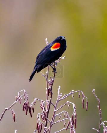 Photo for Red-Winged Blackbird close-up side view perched on bud leaf with a colourful background in its environment and habitat surrounding. - Royalty Free Image
