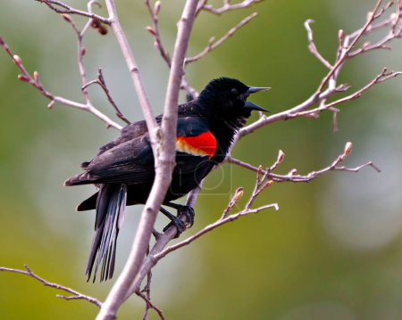 Photo for Red-Winged Blackbird perched and flashing its scarlet field marks and spread tail marking its territory and with a open beak in the springtime. Shouting. Singing. - Royalty Free Image