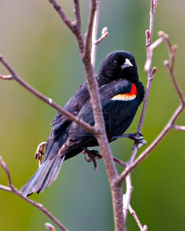 Photo for Red-Winged Blackbird close-up side view perched on a tree bud leaf with a colourful background in its environment and habitat surrounding. - Royalty Free Image