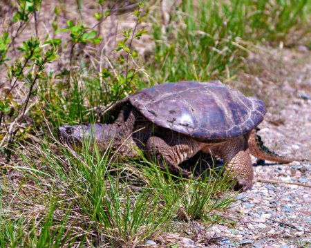 Téléchargez les photos : Vue rapprochée de la tortue serpentine hors de l'eau et cherchant à trouver un site de nidification convenable dans son environnement et son habitat environnant. Image de tortue. - en image libre de droit