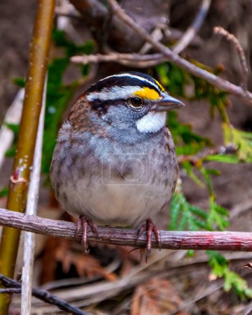Photo for White-throat Sparrow close up front view perched on a twig with forest background in its environment and habitat surrounding. Sparrow Portrait. - Royalty Free Image