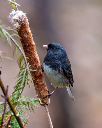 Photo for Junco close-up side view perched on a cattail with a brown soft background in its environment and habitat surrounding. Dark-eyed Junco Picture. - Royalty Free Image