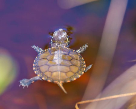 Téléchargez les photos : Bébé tortue peinte nageant dans l'eau avec fond de nénuphar vue aérienne rapprochée dans son milieu humide et son habitat environnant. - en image libre de droit