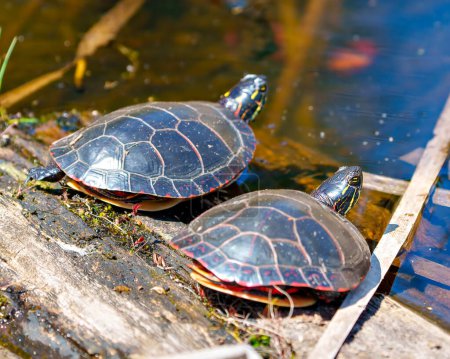 Téléchargez les photos : Couple de tortues peintes reposant sur un tronc avec de la mousse dans l'étang profitant de leur environnement et de leur habitat tout en prenant un bain de soleil. Image de tortue. - en image libre de droit