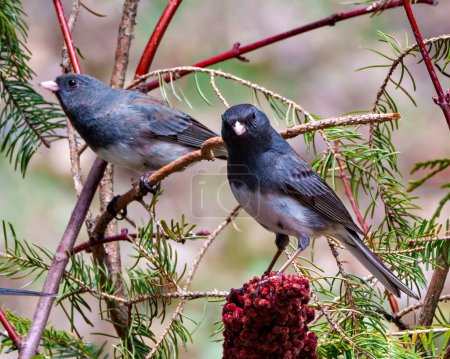 Photo for Junco couple close-up profile view perched on a red stag horn sumac plant with a beautiful coloured background in their environment and habitat surrounding. - Royalty Free Image