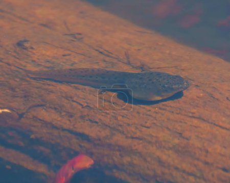 Photo for Tadpole resting in its wetland environment and habitat surrounding with a blur water. - Royalty Free Image