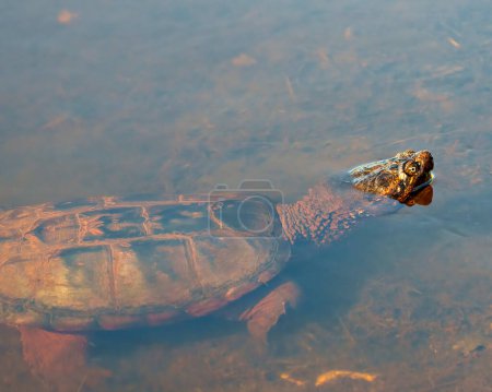 Téléchargez les photos : Snapping Turtle in the foggy water Affiche long neck, head, turtle shell, paws in its environment and habitat surrounding. - en image libre de droit