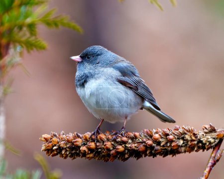Photo for Junco close-up view perched on a dried mullein stalk plant with a blur background in its environment and habitat surrounding. - Royalty Free Image