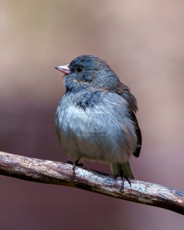 Photo for Junco close-up profile front view perched with a branch with soft brown background in its environment and habitat surrounding, - Royalty Free Image