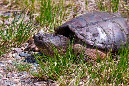 Téléchargez les photos : Snapping Turtle close-up side view out of the water and looking to find a suitable nest site in its environment and habitat surrounding. Image de tortue. - en image libre de droit