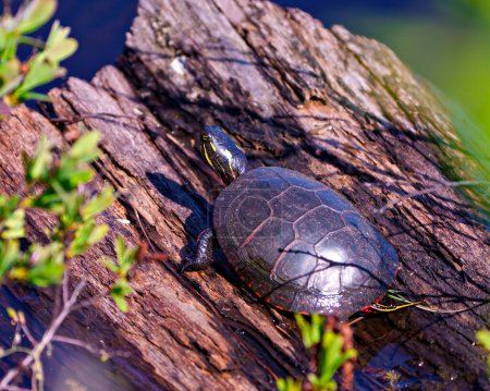 Téléchargez les photos : Vue aérienne de la tortue peinte reposant sur une bille de bois dans la zone humide entourée de nénuphars et affichant sa coquille, sa tête, ses pattes dans son environnement et son habitat. Image de tortue. - en image libre de droit