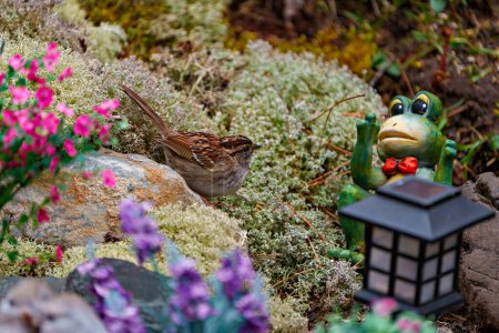 Foto de Gorrión vista lateral de cerca en un jardín de roca con suelo de musgo y flores y mirando el ornamento de rana. - Imagen libre de derechos