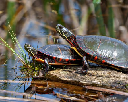 Painted turtle couple resting on a moss log with marsh vegetation with a reflection in the water in their environment and habitat surrounding.