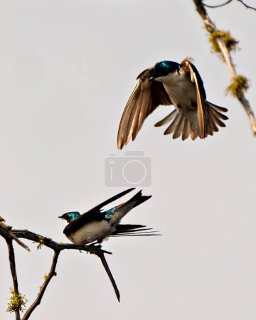 Photo for Swallow couple in courtship season and enticing her back displaying spread wings in their environment and habitat with grey sky background. Picture. Portrait - Royalty Free Image