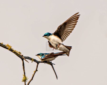 Photo for Swallow couple in courtship season and enticing her back displaying spread wings in their environment and habitat with grey sky background. Picture. Portrait - Royalty Free Image