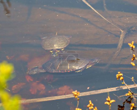 Téléchargez les photos : Couple de tortues peintes nageant dans des eaux floues avec des nénuphars dans son environnement et son habitat environnant. Image de tortue. - en image libre de droit