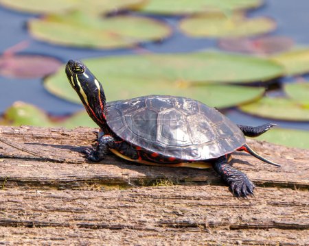 Tortue peinte reposant sur une bille de mousse dans l'étang avec de la mousse de nénuphar et montrant sa coquille de tortue, sa tête, ses pattes dans son environnement et son habitat environnant. Image de tortue.