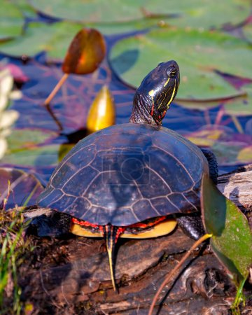 Téléchargez les photos : Vue arrière rapprochée de la tortue peinte, reposant sur une bille de mousse dans l'étang avec des nénuphars et affichant sa coquille, sa tête, ses pattes dans son environnement et son habitat environnant. Image de tortue. - en image libre de droit