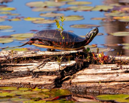 Téléchargez les photos : Tortue peinte reposant sur un tronc de mousse dans l'étang avec fond de nénuphar dans son environnement et son habitat environnant. Image de tortue. - en image libre de droit