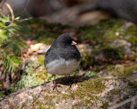 Photo for Junco bird standing on moss displaying grey feather plumage, head, eye, beak, feet, with a blur background in its environment and habitat surrounding. Dark-eyed Junco. - Royalty Free Image