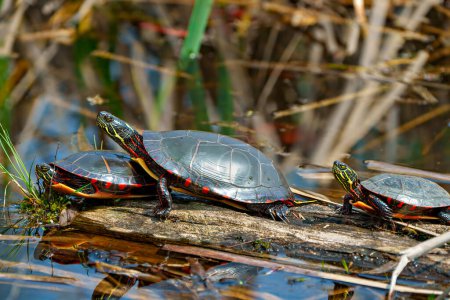 Téléchargez les photos : Trois tortues peintes en gros plan sur un tronc de mousse avec de la végétation marécageuse dans leur environnement et leur habitat environnant. Image de tortue. - en image libre de droit