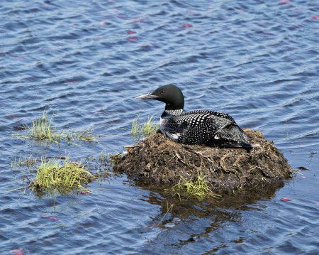 Photo for Loon nesting on its nest with marsh grasses, mud and water by the lake shore in its environment and habitat displaying red eye, black and white feather plumage, greenish neck with a blur background. Loon Nest Image. Loon on Lake. Loon in Wetland. - Royalty Free Image
