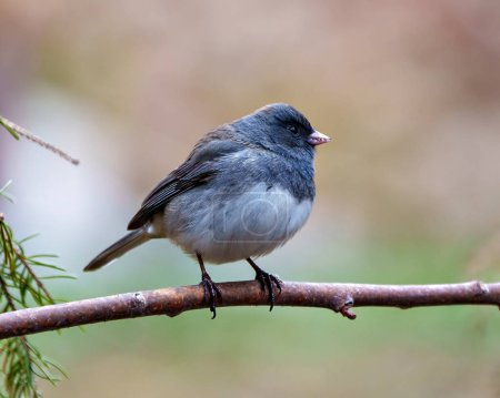Photo for Junco close-up profile side view perched with a coloured background in its environment and habitat surrounding, and displaying grey and white colour.. Dark-eyed Junco Portrait. - Royalty Free Image