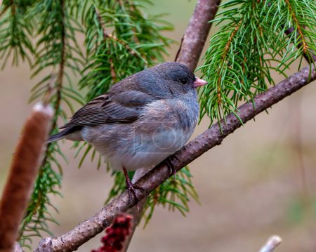 Photo for Junco close-up side view perched with a forest background in its environment and habitat surrounding. Dark-eyed Junco Picture. - Royalty Free Image