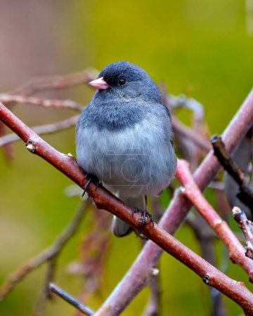 Photo for Junco close-up front view perched with a green background in its environment and habitat surrounding. Dark-eyed Junco Picture. - Royalty Free Image
